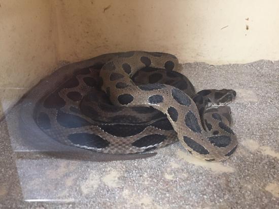 Nisargakavi Bahinabai Chaudhary Zoo